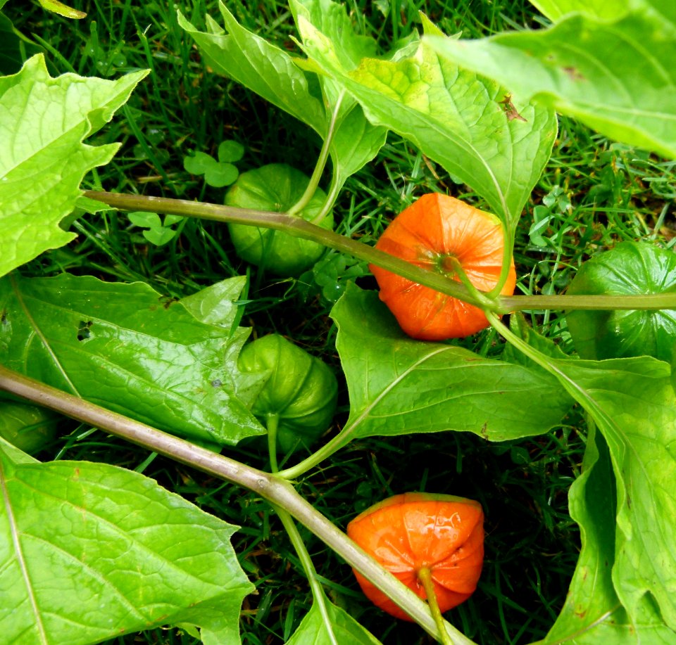 Physalis peruviana 2