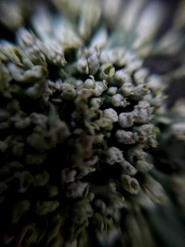 Physcia adscendens 108907199