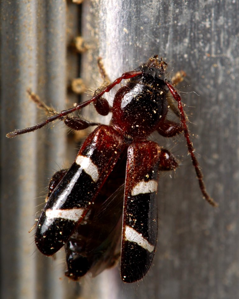 Phymatodes nitidus Kern county 2016-05-31 (1)