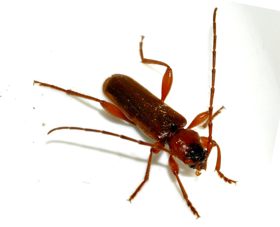 Phymatodes-testaceus-07-fws