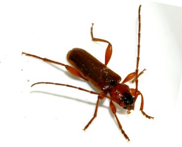 Phymatodes-testaceus-07-fws