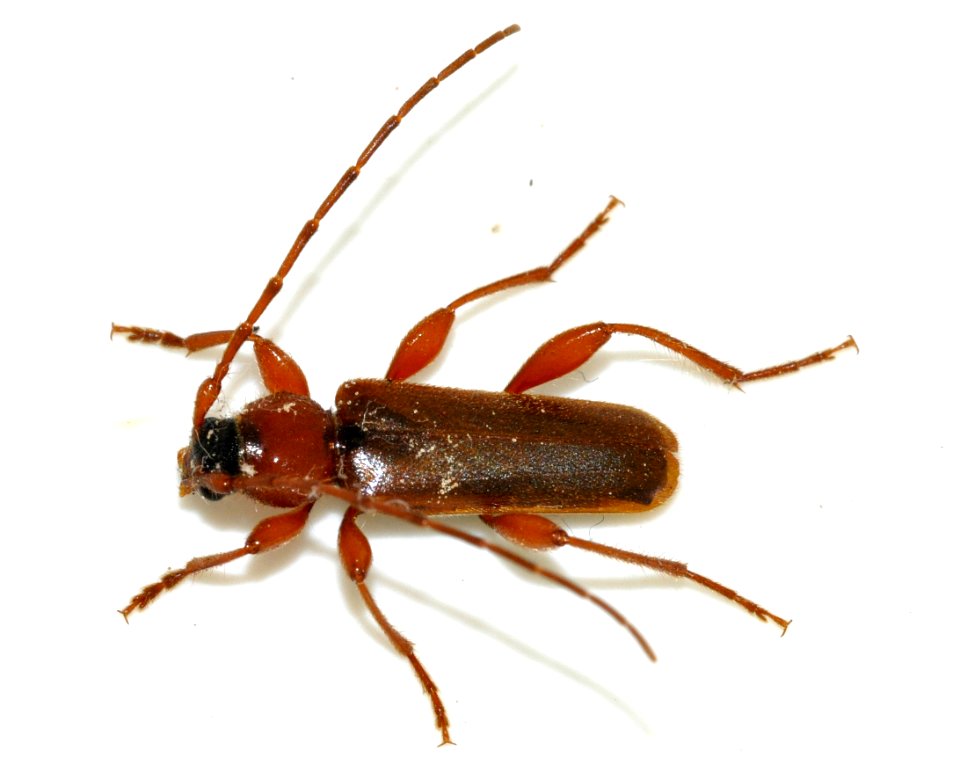 Phymatodes-testaceus-05-fws