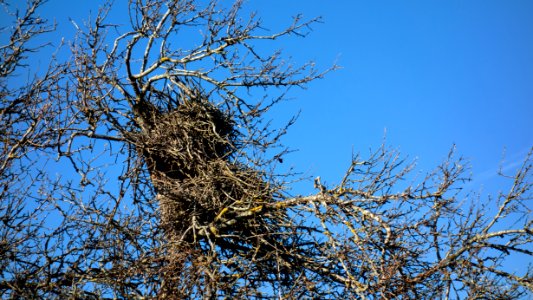 Pica pica nest in Brastad 2