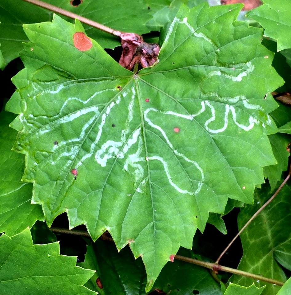Phyllocnistis vitegenella