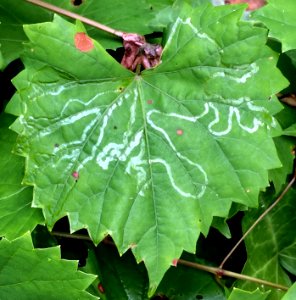 Phyllocnistis vitegenella