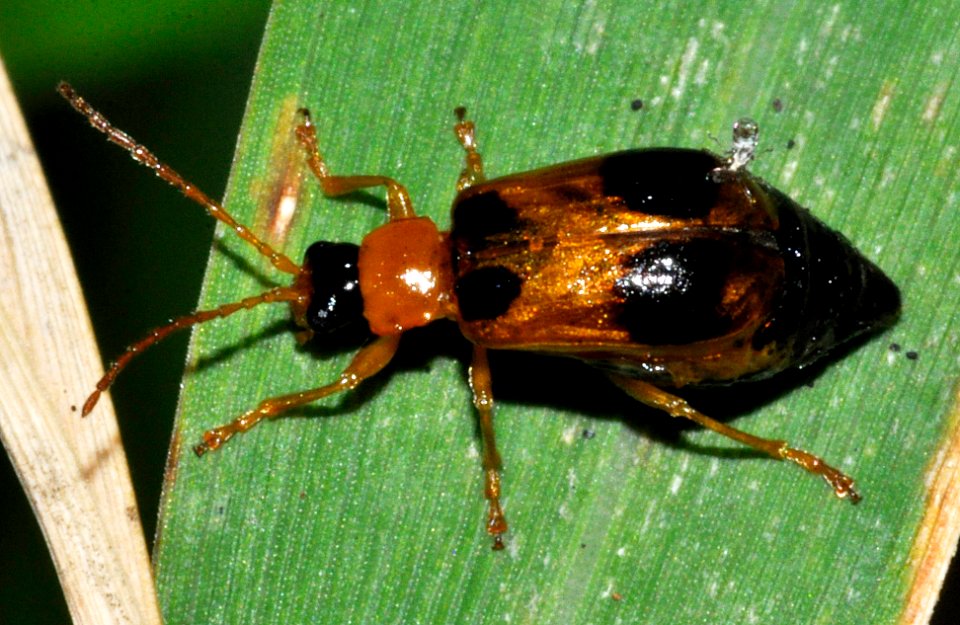 Phyllobrotica-quadrimaculata-01-fws