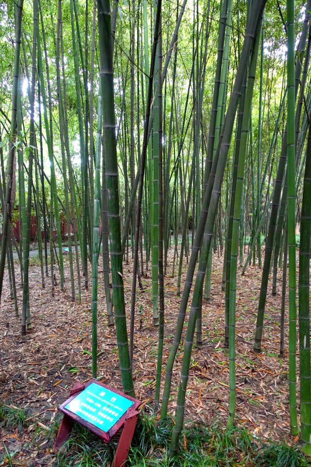 Phyllostachys glauca - Wangjianglou Park - Chengdu, China - DSC05966