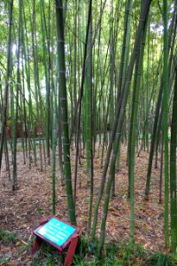 Phyllostachys glauca - Wangjianglou Park - Chengdu, China - DSC05966