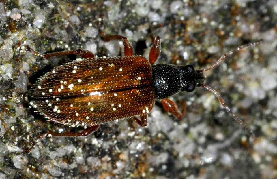Phyllobius-oblongus-03-fws
