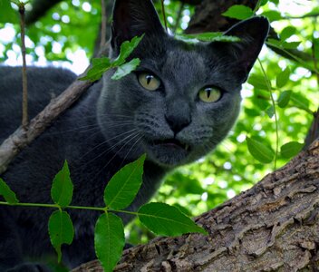 Grey animal cute