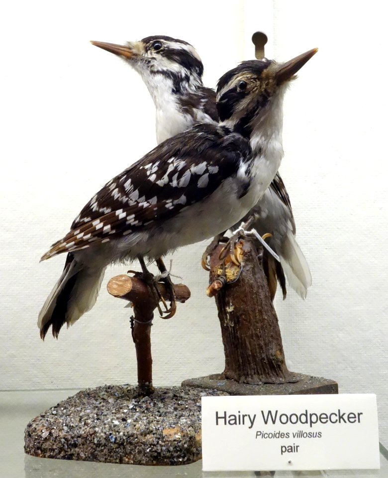 Picoides villosus - Fairbanks Museum and Planetarium - DSC04199