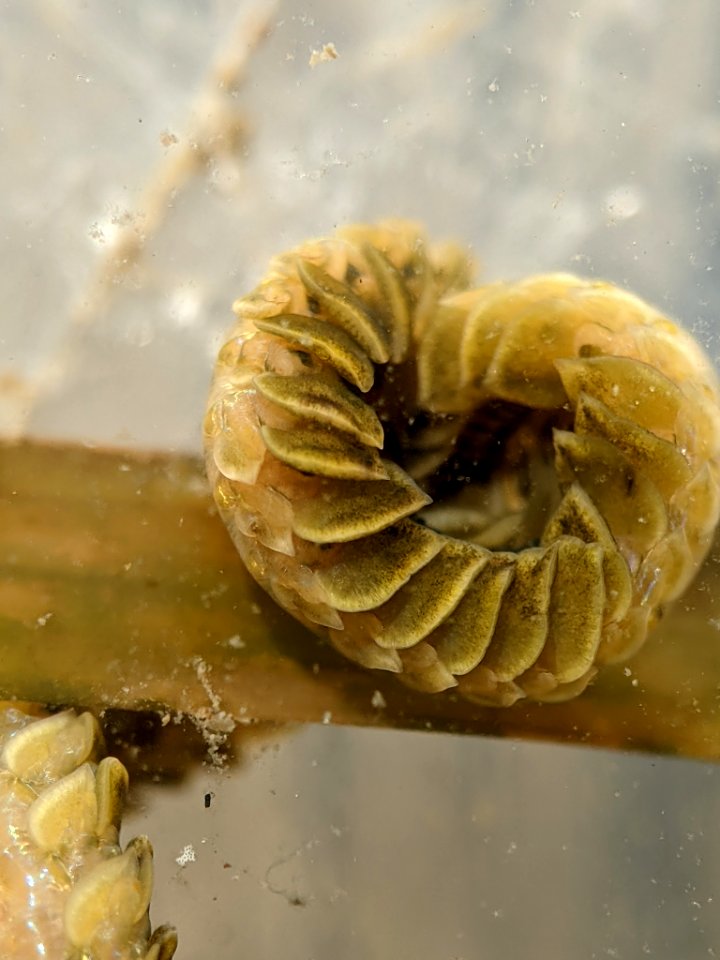 Phyllodoce medipapillata 112584205