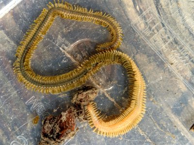 Phyllodoce medipapillata 112584013