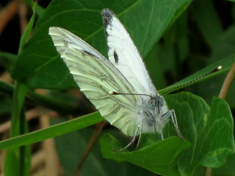 Pieris napi (Green-veined White), Arnhem, the Netherlands