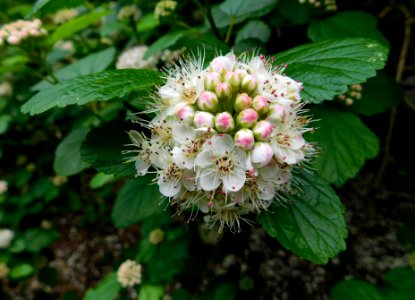 Physocarpus intermedius
