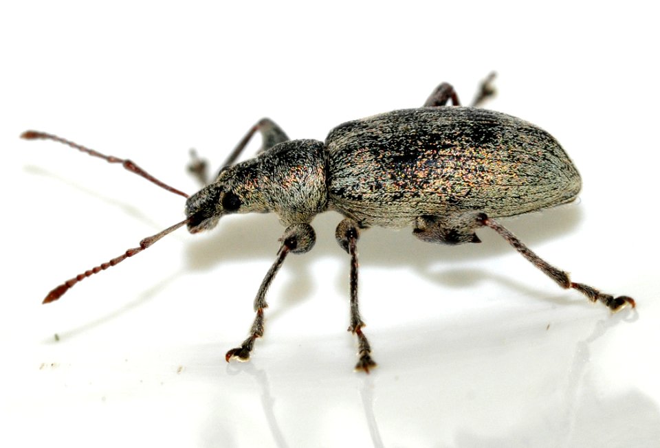 Phyllobius-pomaceus-08-fws