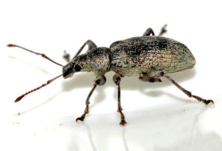 Phyllobius-pomaceus-08-fws