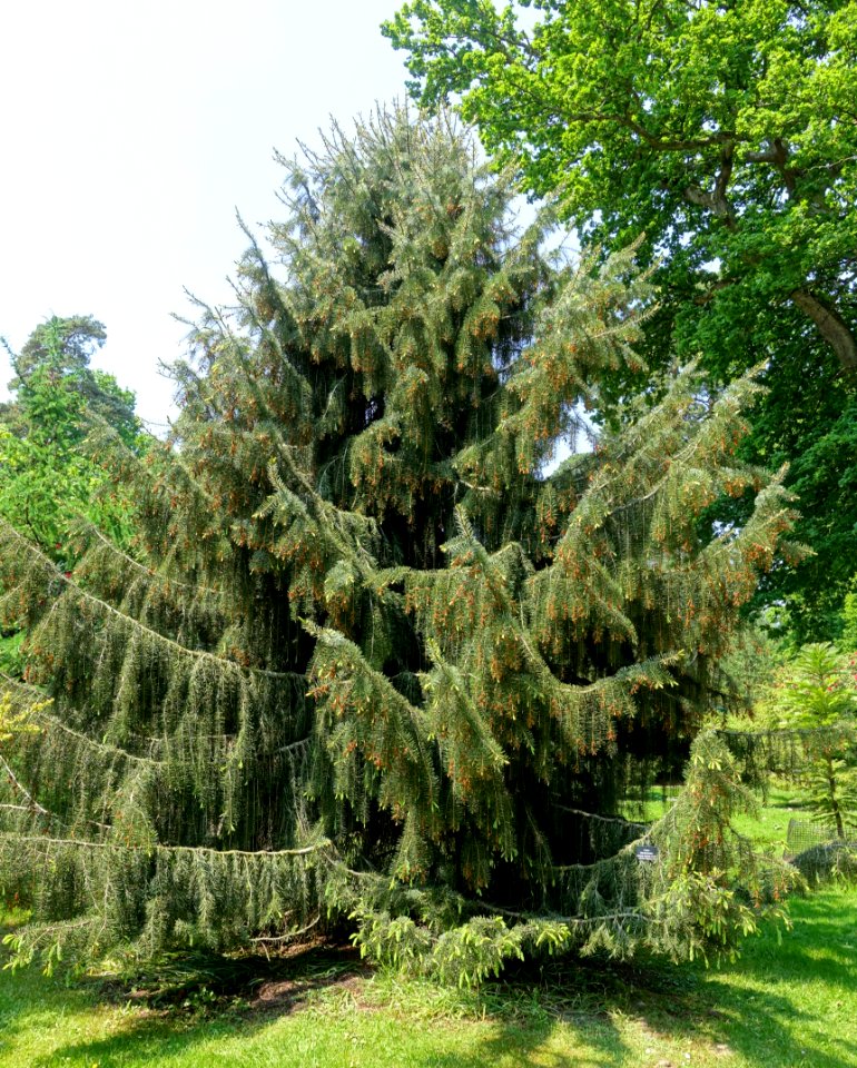 Picea breweriana - Sheffield Park and Garden - East Sussex, England - DSC05733