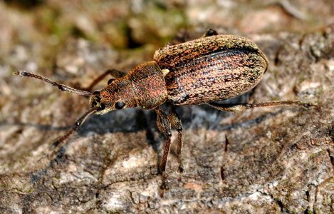 Phyllobius-pyri-01-fws