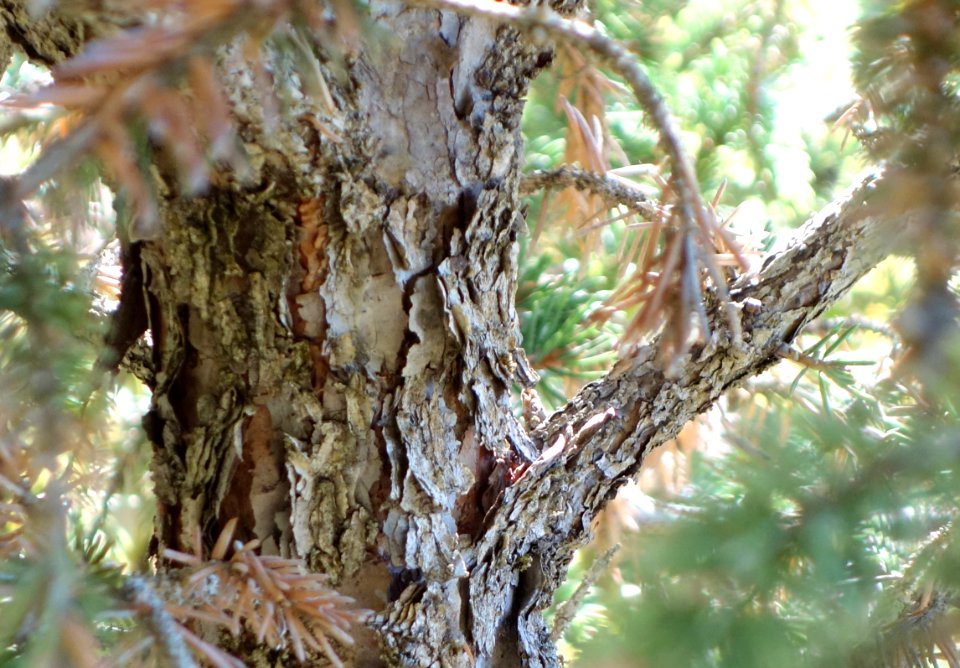 Picea asperata - Quarryhill Botanical Garden - DSC03610
