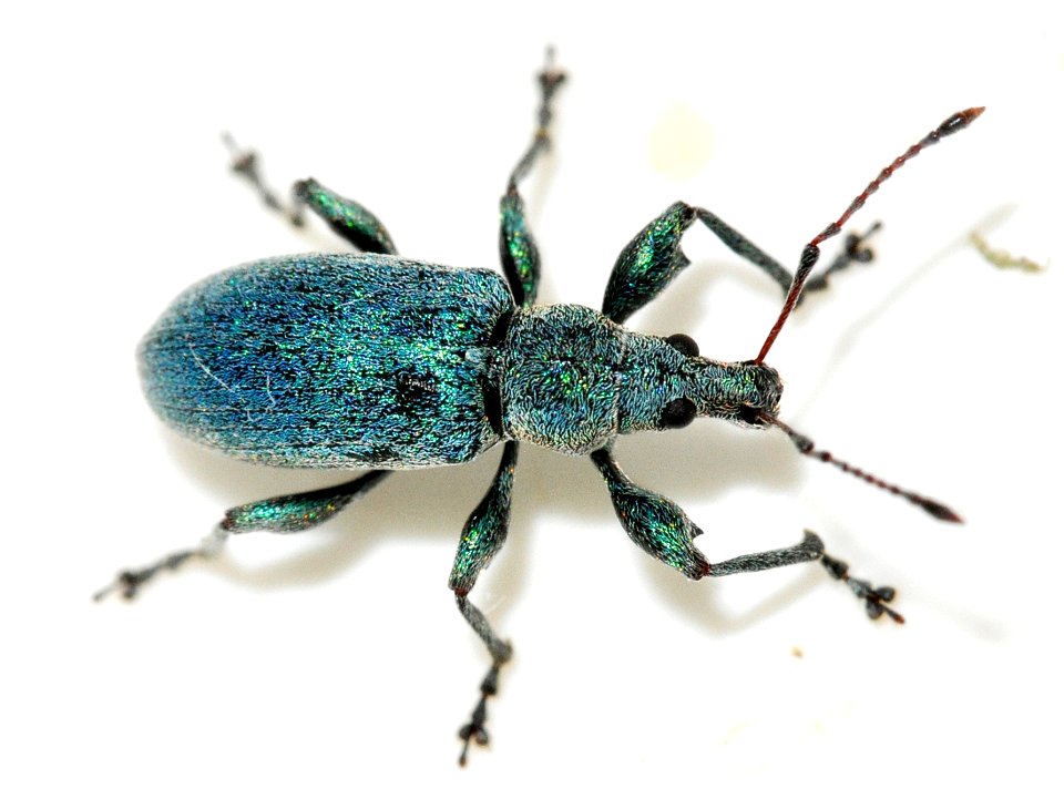 Phyllobius-pomaceus-03-fws