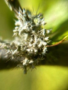Physcia adscendens 95010384