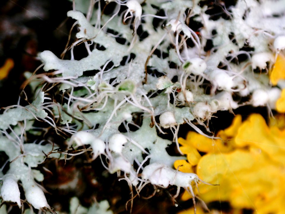 Physcia adscendens 89942132