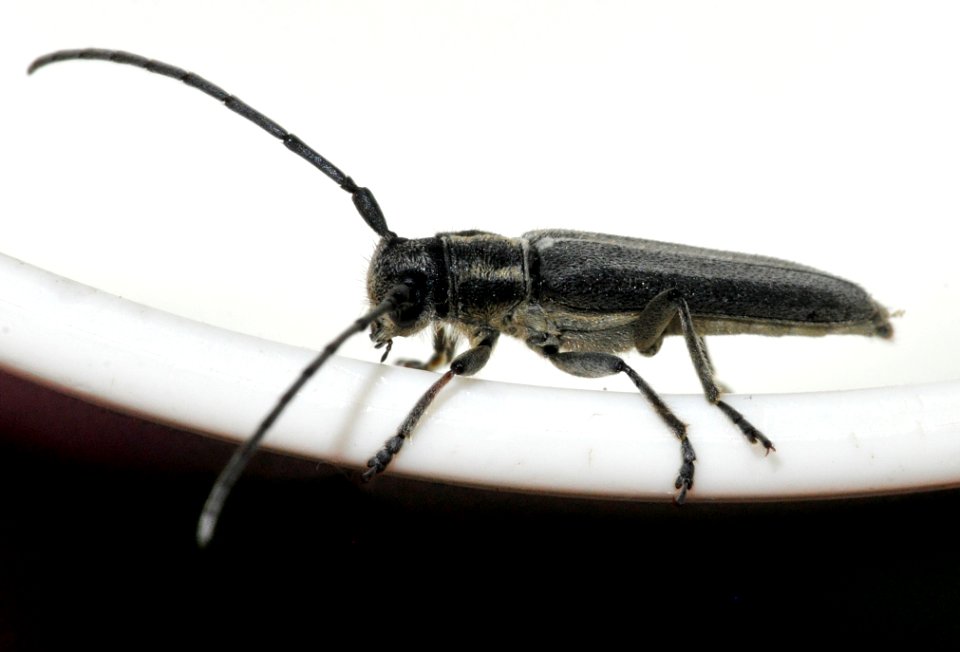 Phytoecia-nigricornis-07-fws