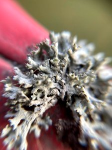 Physcia adscendens 105133418