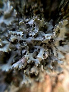 Physcia adscendens 98411696