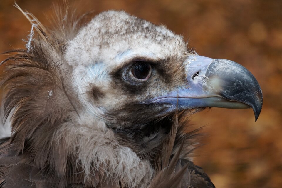 Vulture head bird of prey