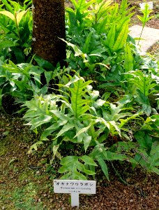 Phymatosorus scolopendria (Microsorum scolopendria) - Shinjuku Gyo-en Greenhouse - Tokyo, Japan - DSC05824