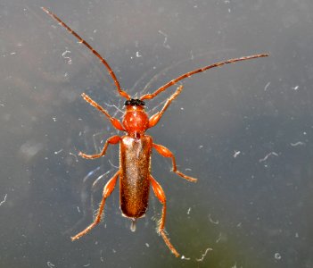 Phymatodes-testaceus-01-fws