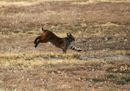 Predator nature outdoors photo