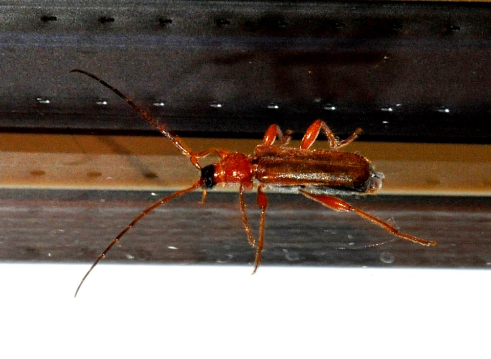 Phymatodes-testaceus-03-fws