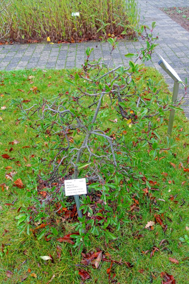 Phillyrea angustifolia - Botanischer Garten - Heidelberg, Germany - DSC00856