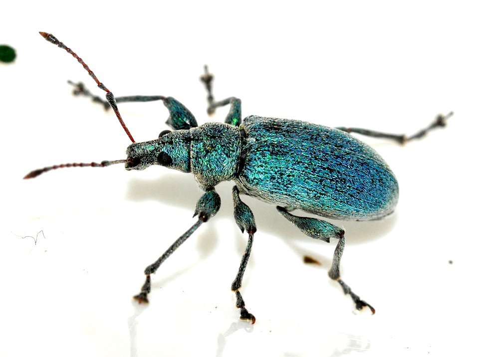 Phyllobius-pomaceus-02-fws