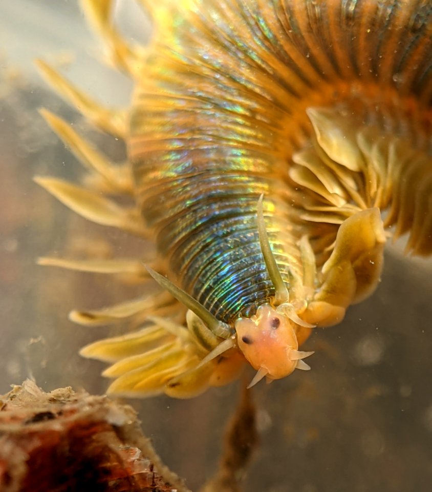 Phyllodoce medipapillata 112583999