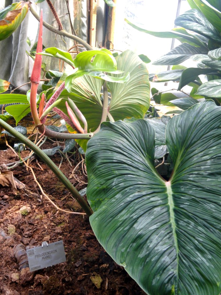 Philodendron mamei - Copenhagen Botanical Garden - DSC07357