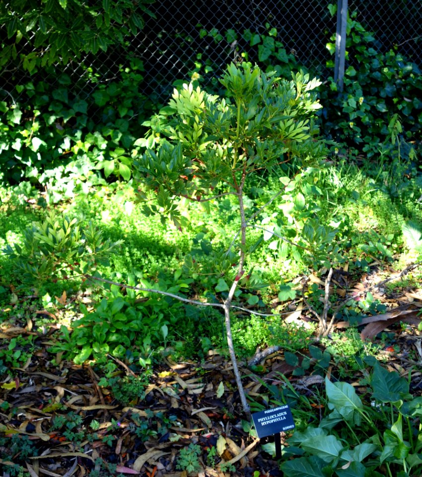 Phyllocladus hypophyllus - San Francisco Botanical Garden - DSC09828