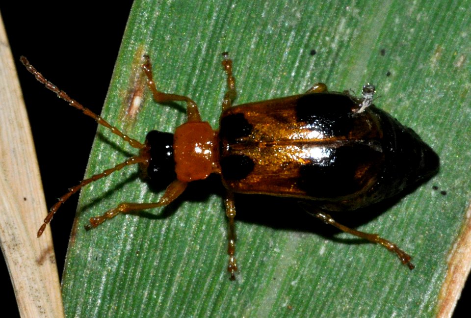 Phyllobrotica-quadrimaculata-02-fws