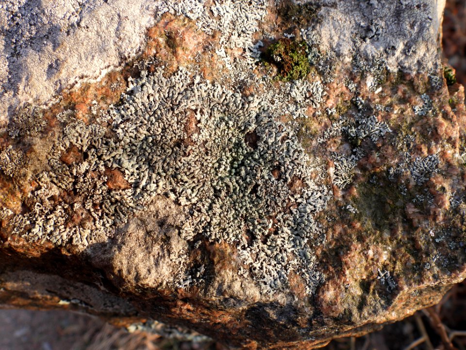 Physcia caesia 106750386