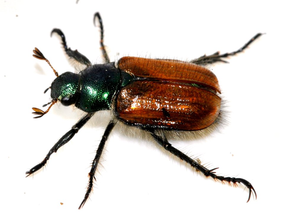 Phyllopertha-horticola-06-fws