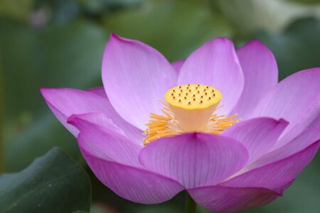 Lotus the scenery natural photo