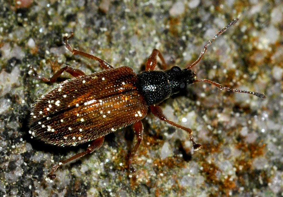Phyllobius-oblongus-02-fws