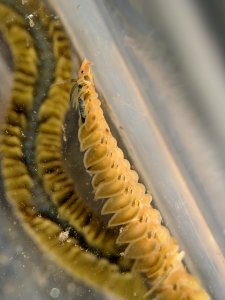 Phyllodoce medipapillata 112584161