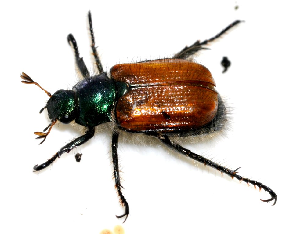 Phyllopertha-horticola-03-fws