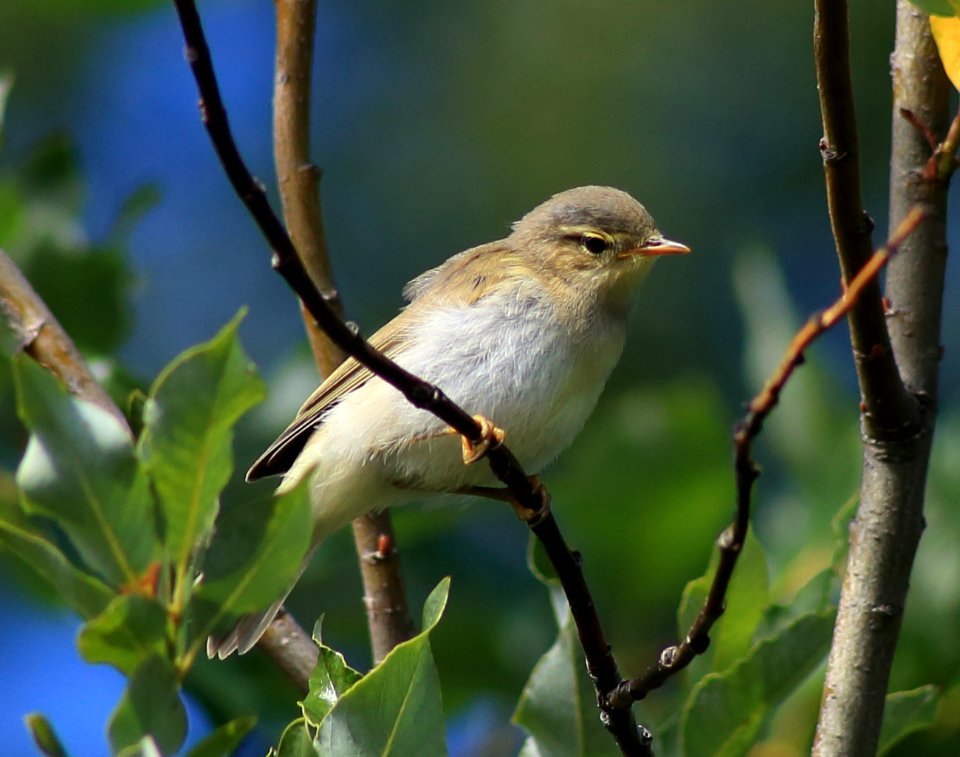 Phylloscopus trochilus Kemi 20170803 02