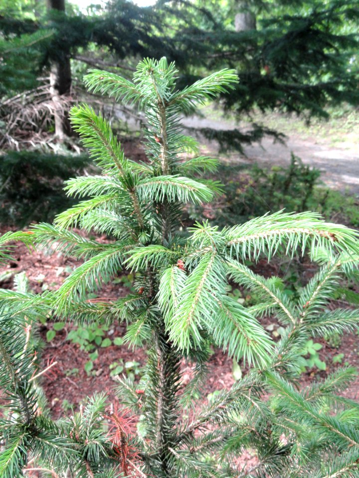 Picea schrenkiana subsp. tianschanica - Botanical Garden in Kaisaniemi, Helsinki - DSC03754