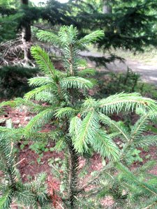 Picea schrenkiana subsp. tianschanica - Botanical Garden in Kaisaniemi, Helsinki - DSC03754